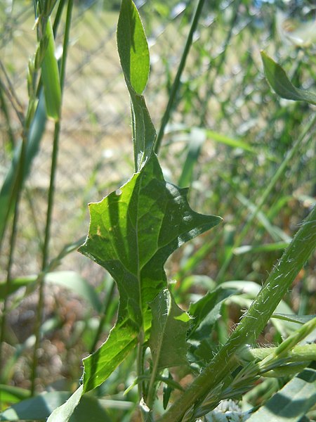 File:Sisymbrium loeselii (5002090994).jpg