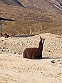 A llama sitting on the ground