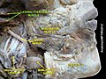 Dissecció. Es mostra el múscul buccinador.