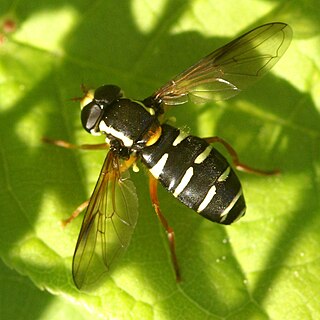 <i>Xanthogramma citrofasciatum</i> Species of fly