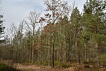 Smoliari Starovyzhivskyi Volynska-Smoliarivskyi nature reserve-east view.jpg