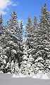 * Nomination Snowy forest in Boreal --Mbz1 21:04, 9 December 2009 (UTC) * Promotion Excellent --George Chernilevsky 09:31, 10 December 2009 (UTC)