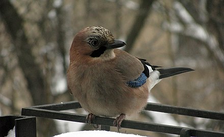 Какие птицы в татарстане. Сойка в Татарстане. Птицы Татарстана Сойка. Лесные птицы Татарстана. Птицы Татарстана фото.