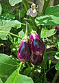 * Nomination Solanum melongena --JDP90 16:37, 30 August 2012 (UTC) * Promotion Good quality. --Florstein 17:25, 30 August 2012 (UTC)