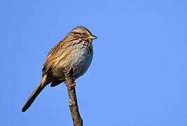 Song Sparrow