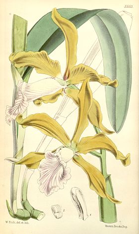 Sophronitis grandis (as Laelia grandis) - Curtis' 92 (Ser. 3 no. 22) pl. 5553 (1866).jpg