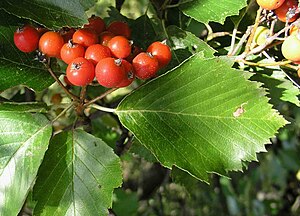 Asalslekta: Planteslekt