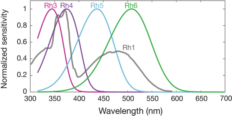 Spectral sensitivities of Drosophila melanogaster opsins in white eyed flies. The sensitivities of Rh3–R6 are modelled with opsin templates and sensitivity estimates from Salcedo et al. (1999).[182] The opsin Rh1 (redrawn from Salcedo et al.[182]) has a characteristic shape as it is coupled to a UV-sensitising pigment.