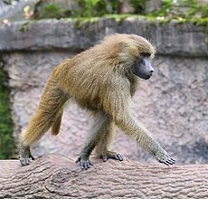 Sphinx-Pavian Papio papio Tiergarten-Nuernberg-16.jpg