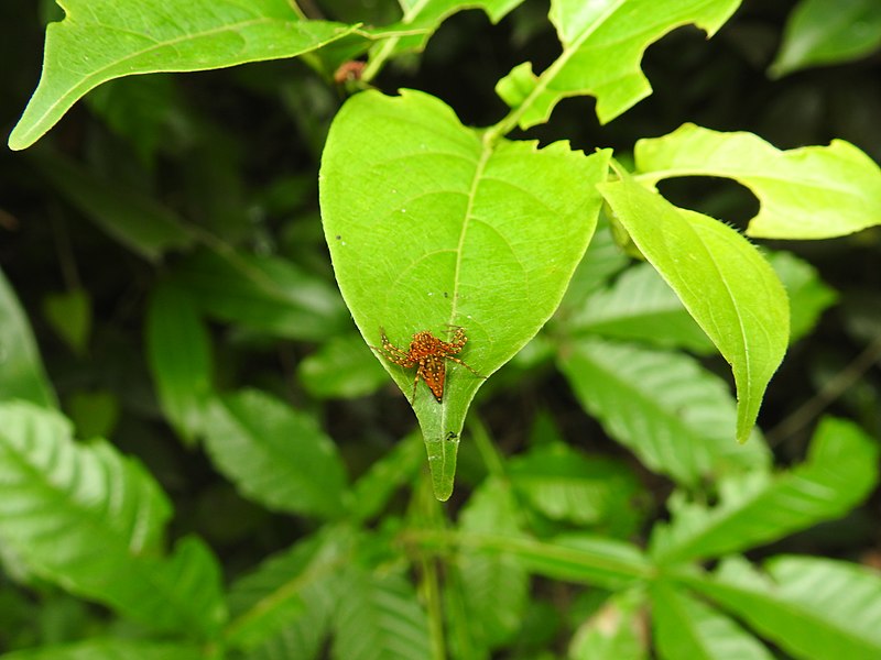 File:Spider from Neeliyarkottam DSCN2770.jpg