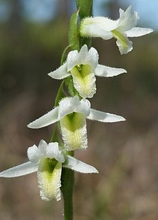 <i>Spiranthes longilabris</i> Species of orchid