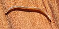 Blaniulus guttulatus ist eine weit verbreitete und gut bekannte Art der Fadenfüßer ohne Augen und mit einer leuchtend karminroten Fleckenreihe auf dem weißlichen bis gelbgrauen Körper