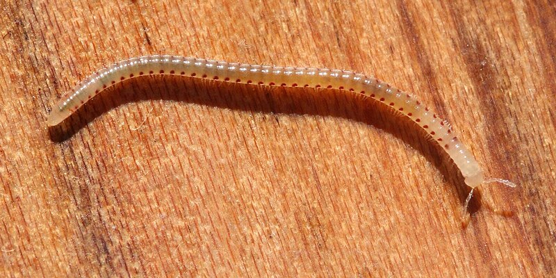 File:Spotted snake millipede Blaniulus guttulatus.jpg