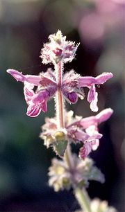 Stachys ajugoides üçün miniatür