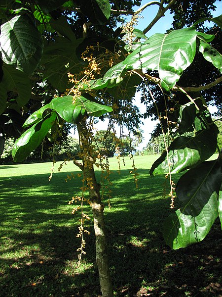 File:Starr-091104-0820-Aglaia saltatorum-flowers and leaves-Kahanu Gardens NTBG Kaeleku Hana-Maui (24360797043).jpg