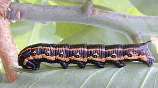 black morph feeding on Nicotiana