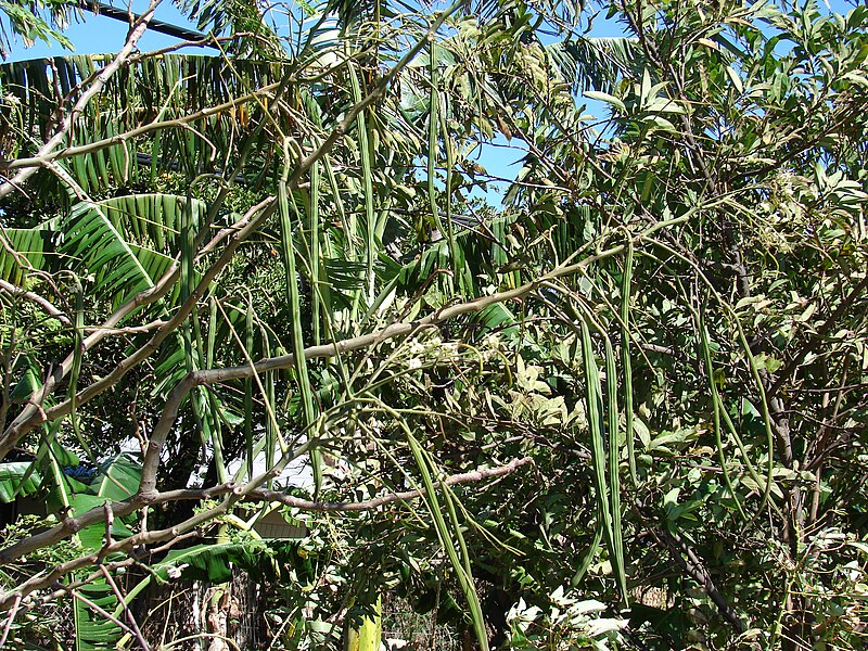 File:Starr 070207-4276 Moringa oleifera.jpg