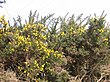 Gorse.jpg