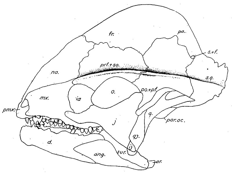 File:Stegoceras skull illustration.jpg