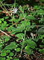 Wald-Sternmiere (Stellaria nemorum)