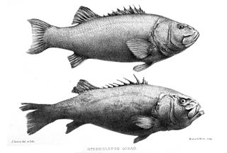 <i>Stereolepis</i> Genus of fishes