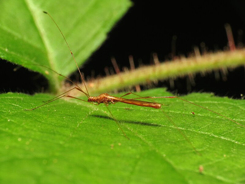 File:Stilt Bug (28979096125).jpg