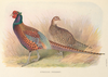 Strauch's Pheasant by H. Jones.png