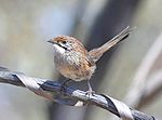 Thumbnail for Striated grasswren