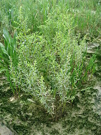 Suaeda maritima 01 by Line1.JPG