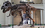 Tyrannosaurus rex foi um dos maiores predadores de sua época.