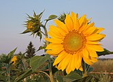 the morning dew on sunflowers