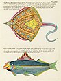 Surreal illustration of fishes and crabs found in Moluccas (Indonesia) and the East Indies by Louis Renard, digitally enhanced by rawpixel-com 88.jpg