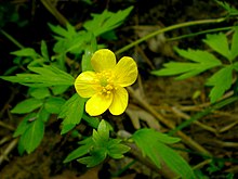 Rawa buttercup di Warren Dunes (2504578898).jpg