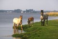 Polski: Konie na wyspie Karsibór English: Horses on Karsibór island