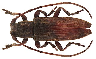 <i>Sybra albomaculata</i> species of insect