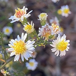 Symphyotrichum parviceps 175484622 (cropped).jpg