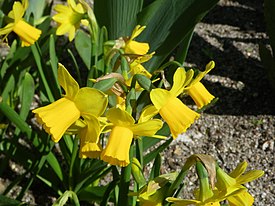Tetenarsissi (Narcissus × cyclazetta 'Tête-à-Tête')