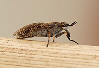   Haematopa cf. pseudolusitanica (Tabanidae)