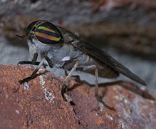 Tabanus P1190485a.jpg 