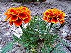 Tagetes0224