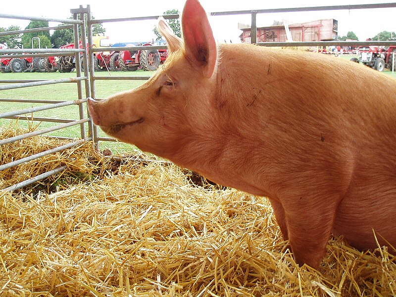 File:Tamworth Pig at an Agricultural show, Corley, Warwickshire.jpg