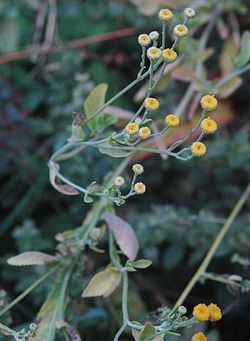 Tanacetum balsamita (Natur-species).jpg