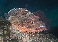 Scorpionfish have venomous spines similar to those of the stonefish, and although the venom is less deadly it may still prove fatal.