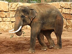 הפיל הזכר "טדי" בגן החיות התנ"כי
