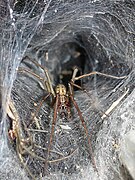 E. atrica female at the mouth of her retreat