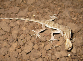 Tenuidactylus caspius.png -kuvan kuvaus.