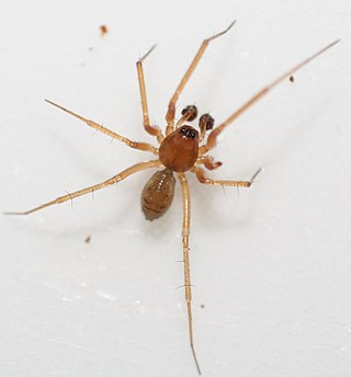 <i>Tenuiphantes</i> Genus of spiders