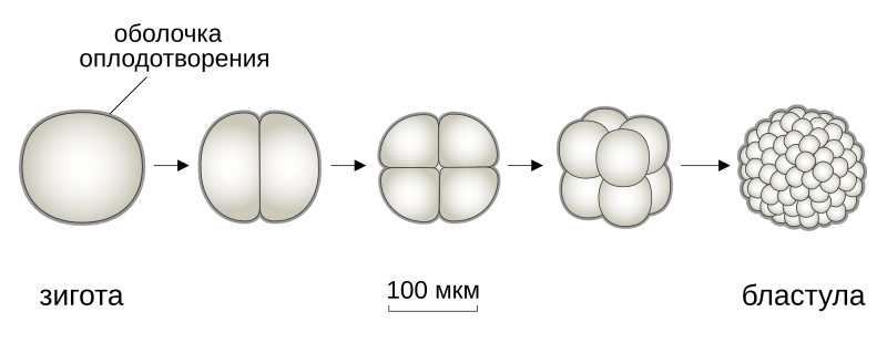 Дробление. Дробление зиготы рисунок. Схема дробления зиготы. Дробление зиготы 1 дробление. Рисунок стадии дробления зиготы.