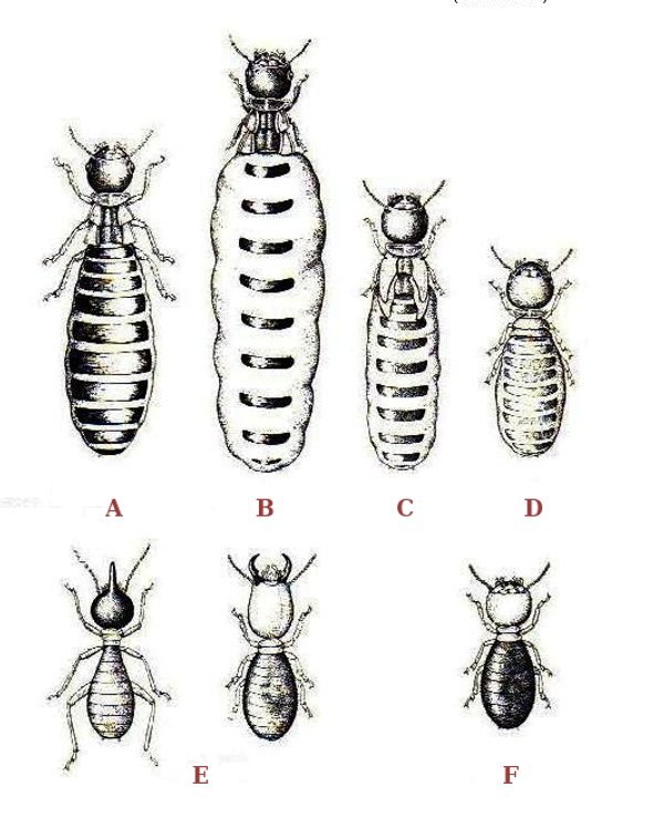 Polyphenism in termites A : Primary king B : Primary queen C : Secondary queen D : Tertiary queen E : Soldiers F : Worker