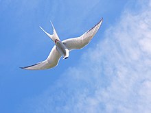 Fotografía de un charrán en vuelo visto desde abajo que permite observar el borde negro de las alas.